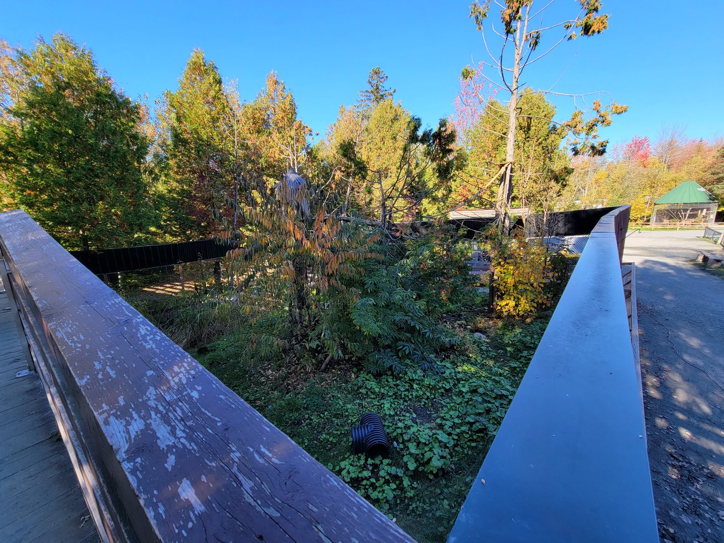 Miller Zoo - Coati (South American and white-nosed)