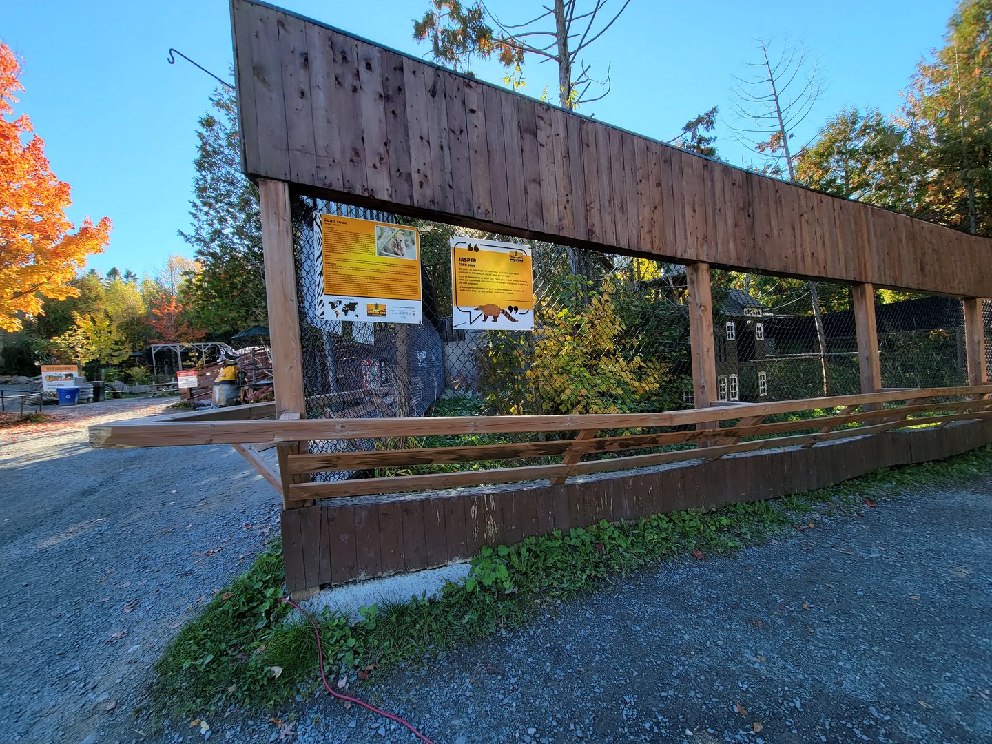 Miller Zoo - Coatis (South American and white-nosed)