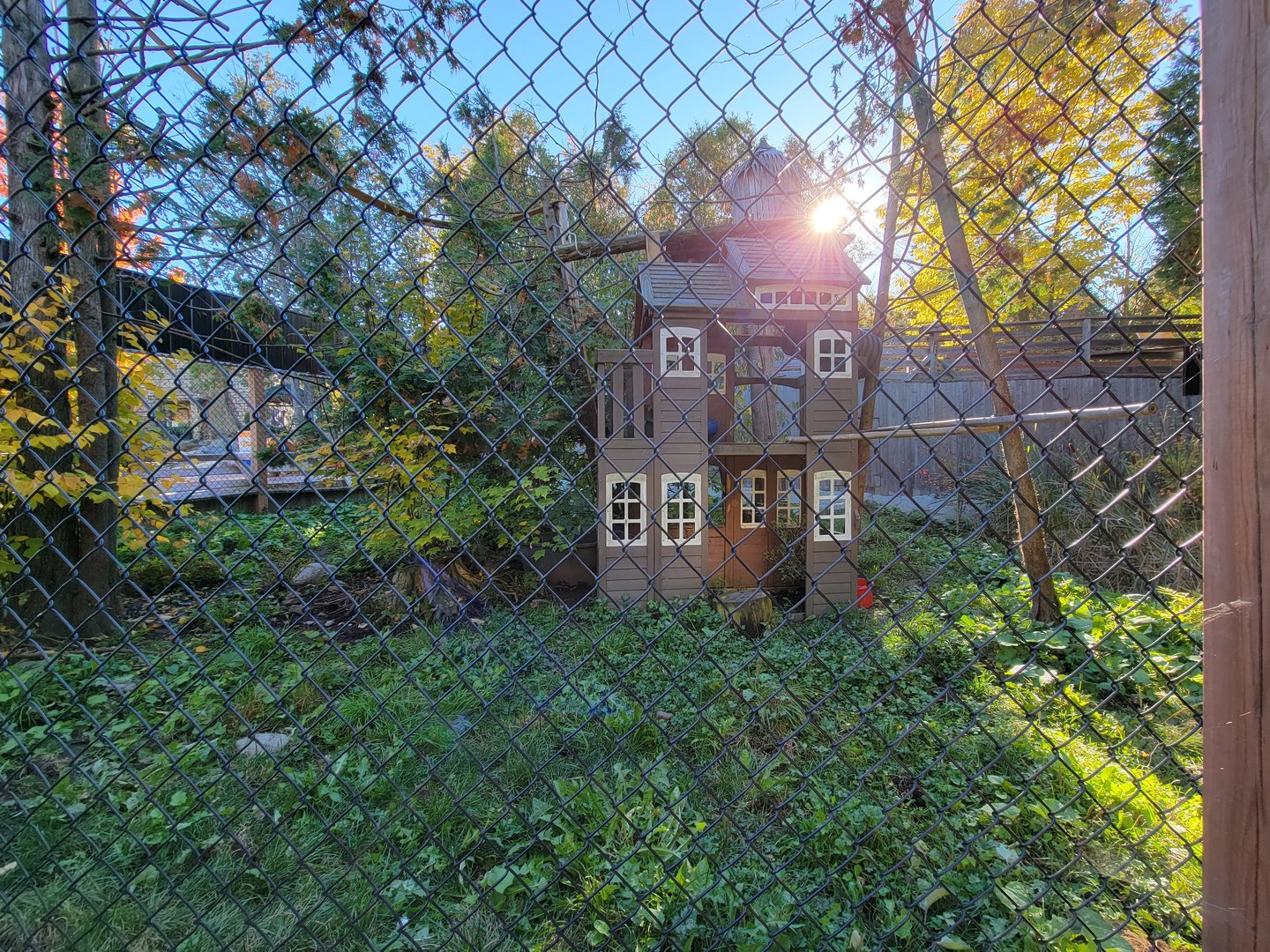 Miller Zoo - Coatis (South American and white-nosed)