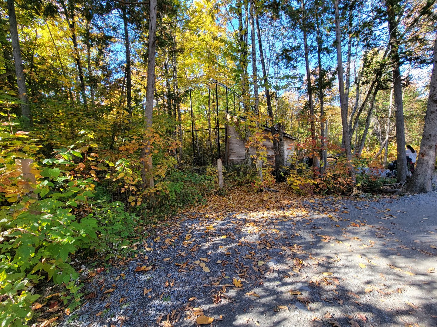 Miller Zoo - Coming up to cougar building