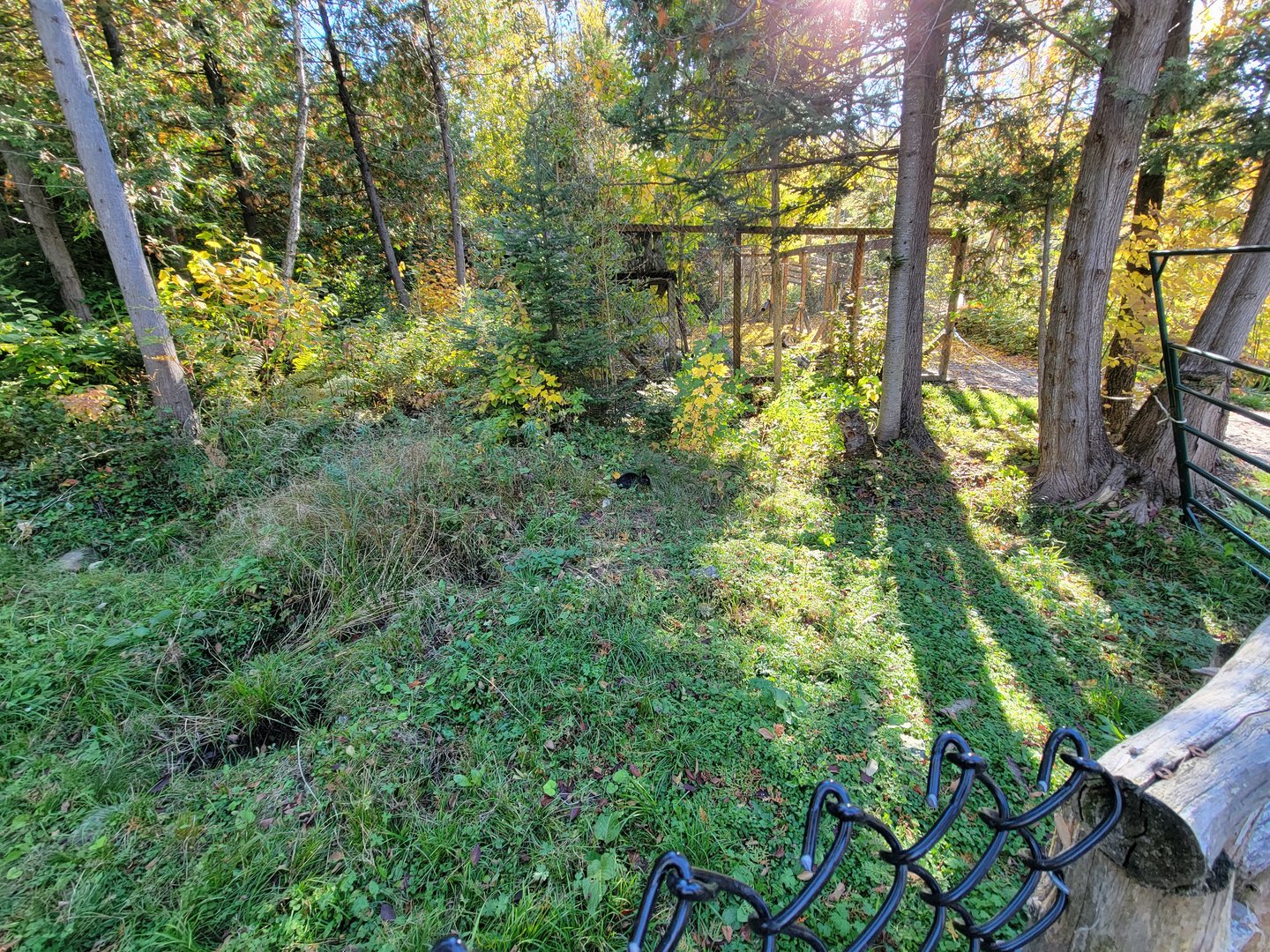 Miller Zoo - Domestic rabbits hopping around