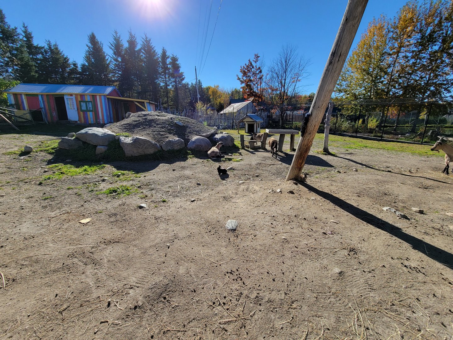 Miller Zoo - Domestic sheep, goats, and rabbits