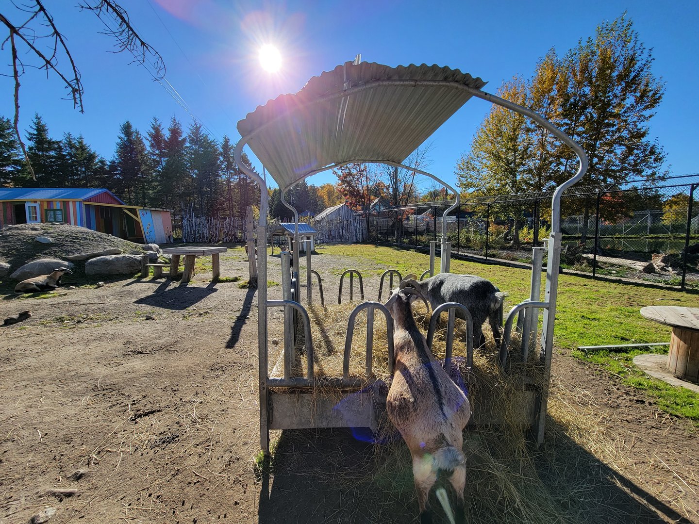 Miller Zoo - Domestic sheep, goats, and rabbits