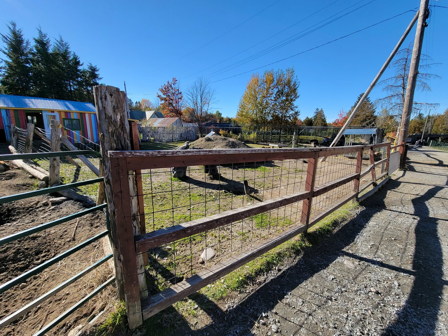 Miller Zoo - Domestic sheep