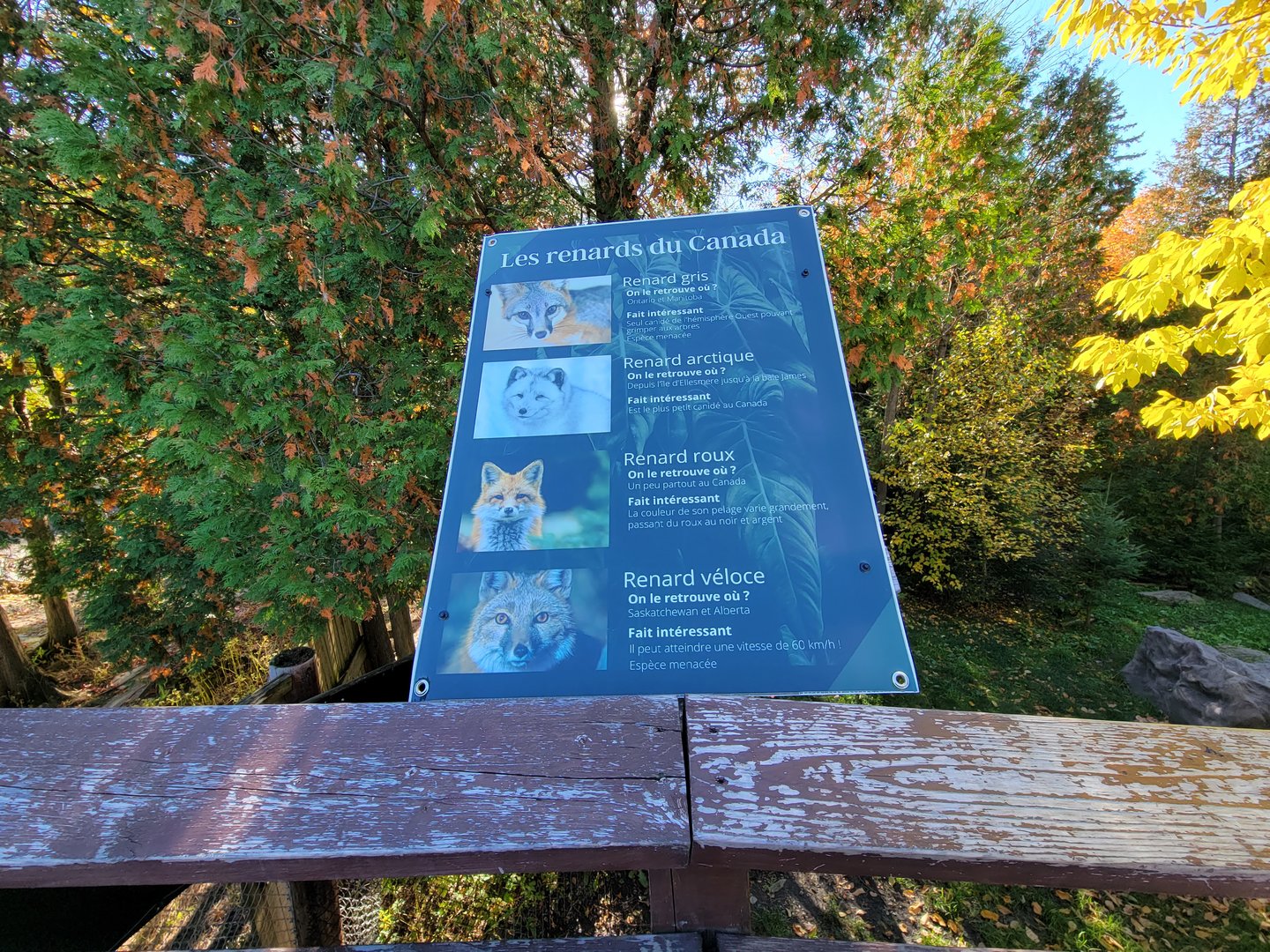 Miller Zoo - Foxes of Canada