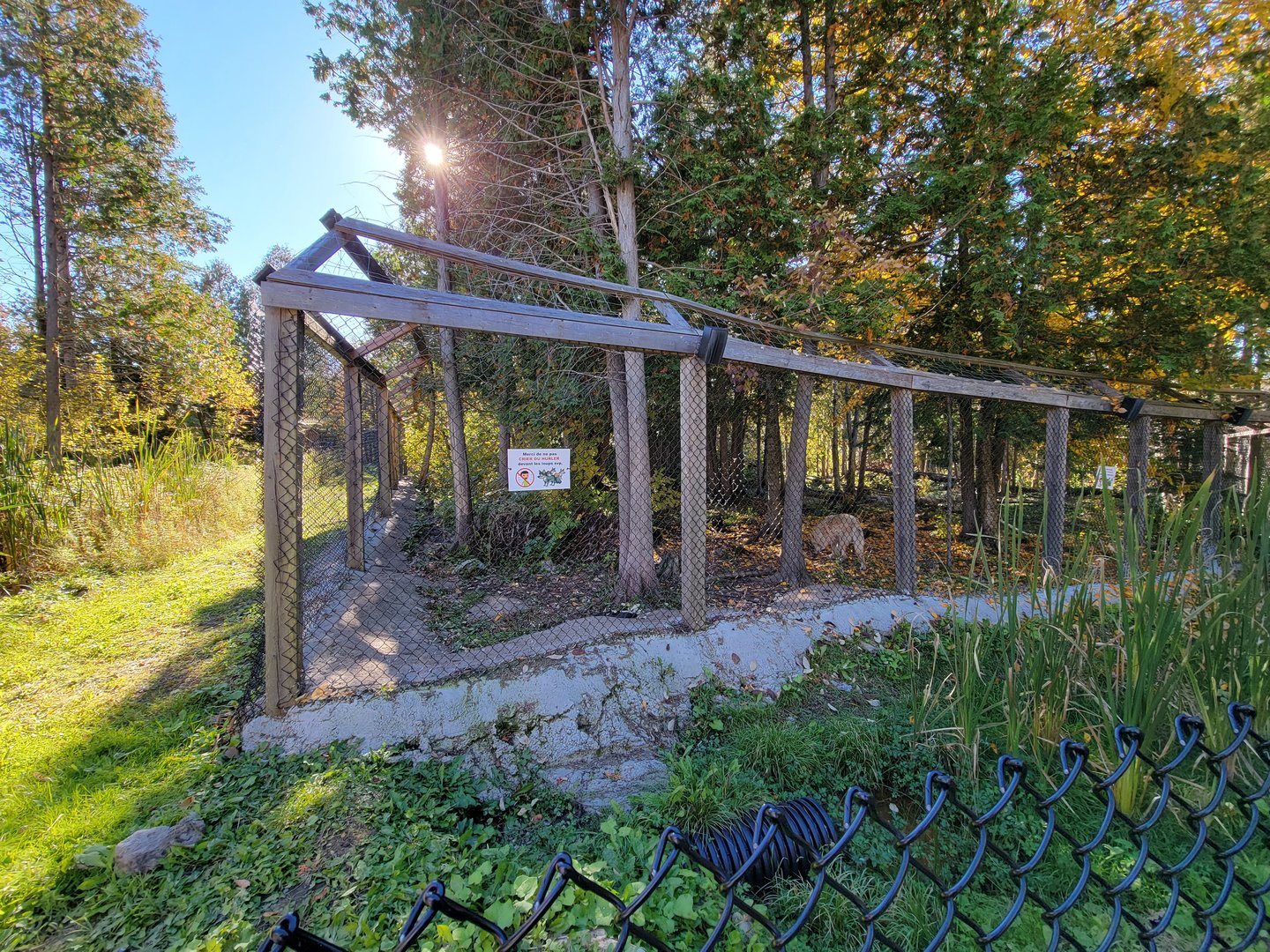 Miller Zoo - Gray wolf