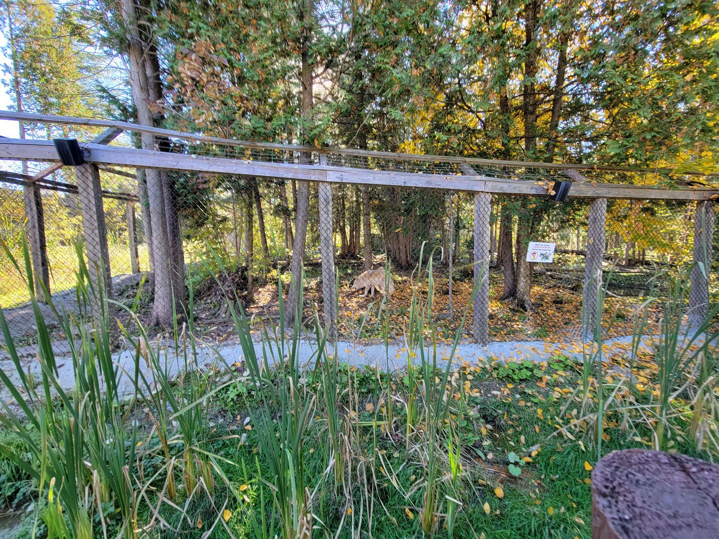 Miller Zoo - Gray wolf