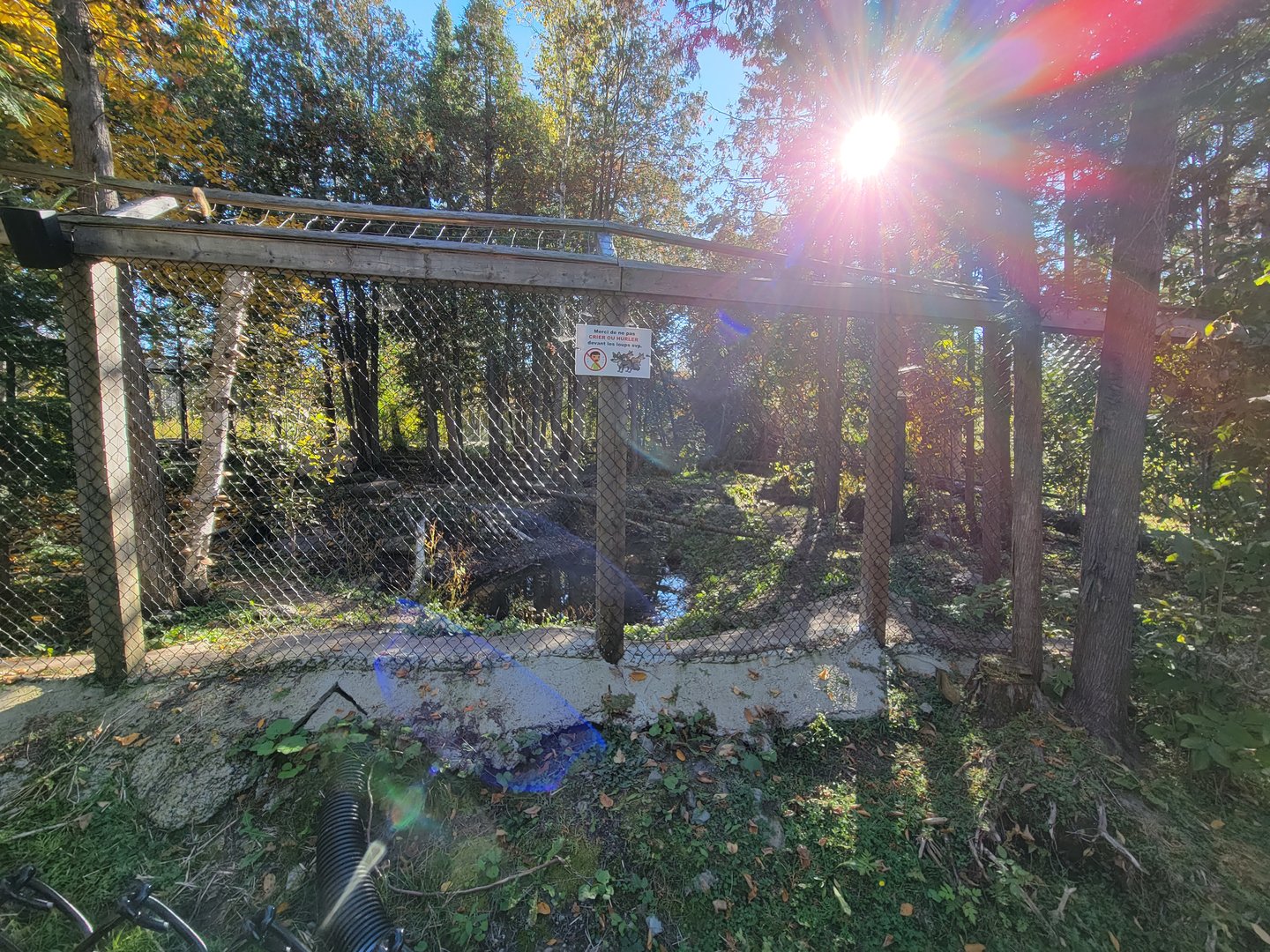 Miller Zoo - Gray wolf