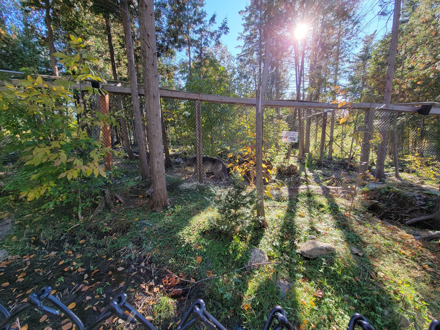 Miller Zoo - Gray wolf