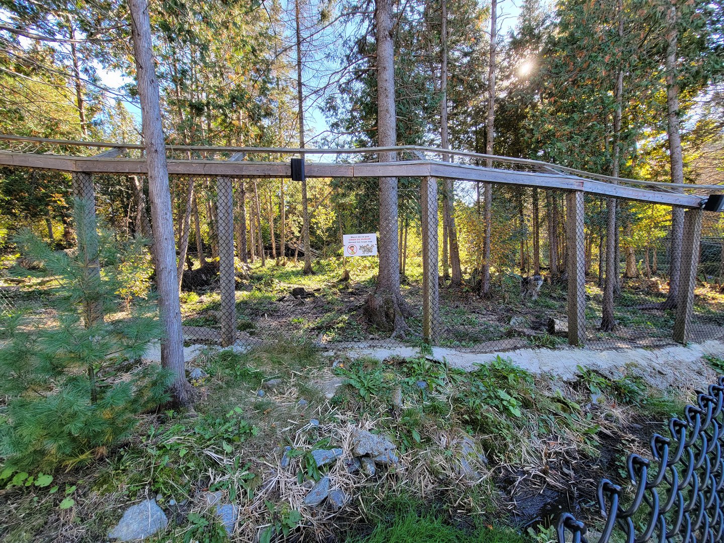 Miller Zoo - Gray wolf