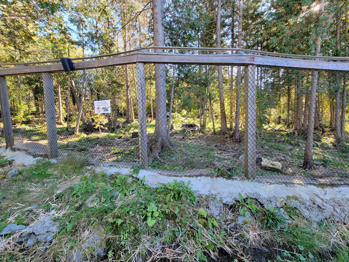 Miller Zoo - Gray wolf