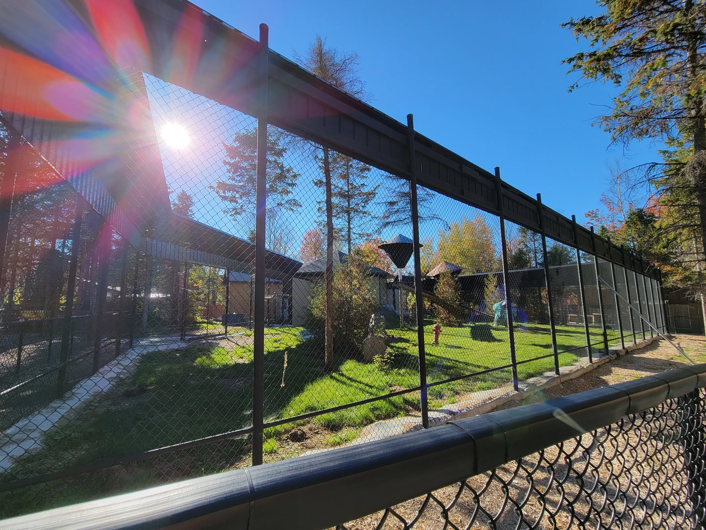 Miller Zoo - Hamadryas, olive, and hybrid baboons