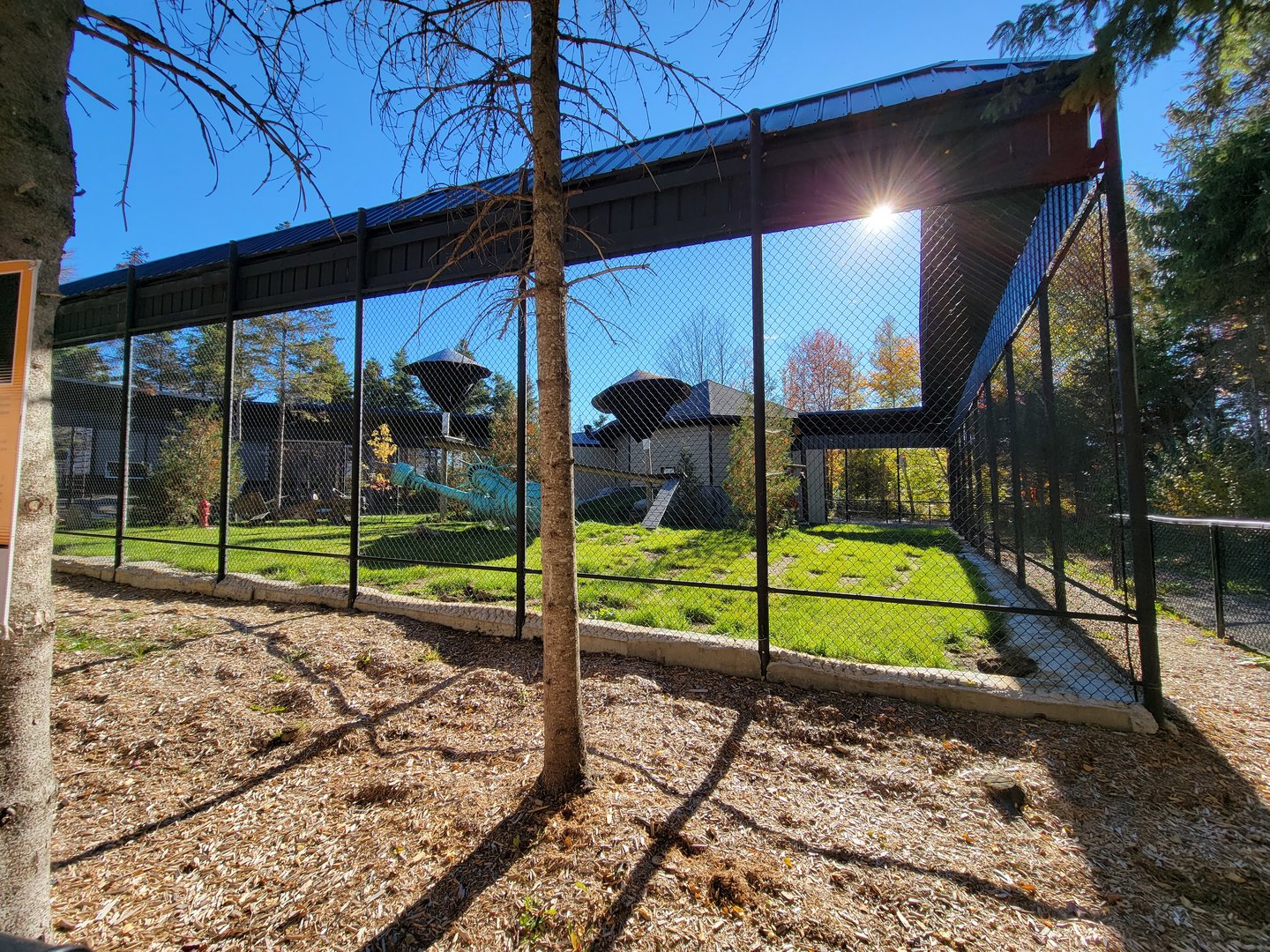 Miller Zoo - Hamadryas, olive, and hybrid baboons