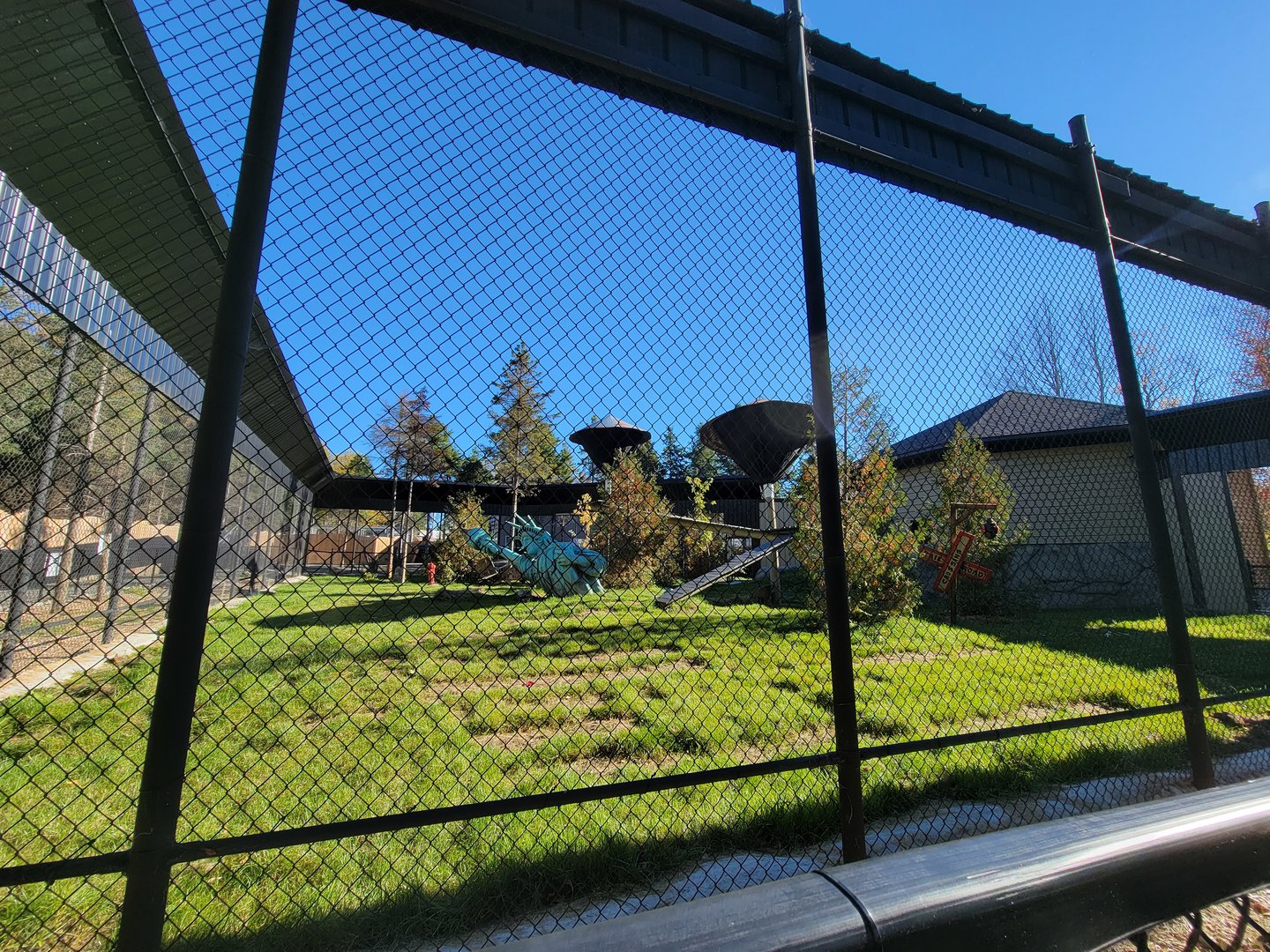 Miller Zoo - Hamadryas, olive, and hybrid baboons