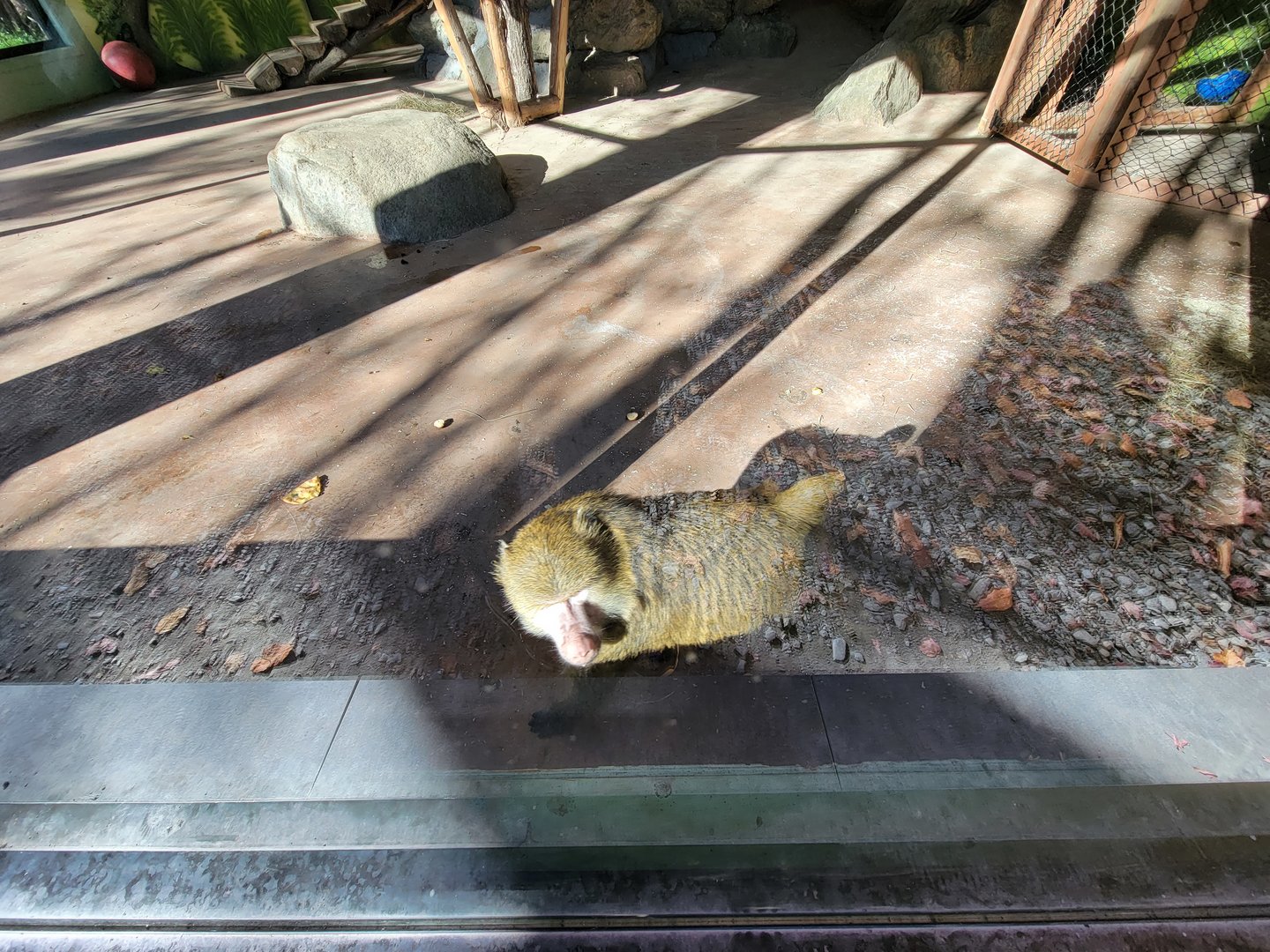 Miller Zoo - Hamadryas x Olive baboon hybrid