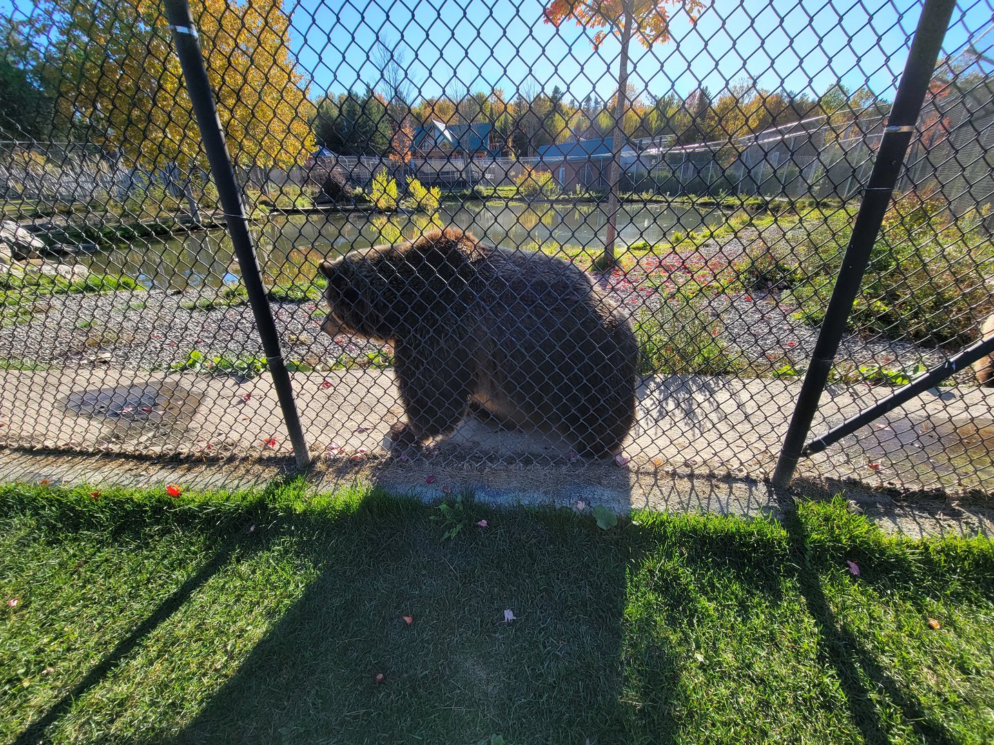 Miller Zoo - Kodiak bear