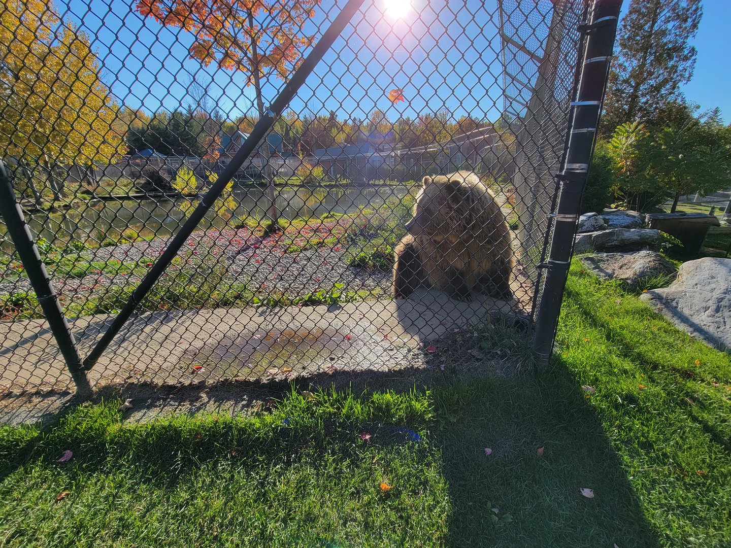 Miller Zoo - Kodiak bear