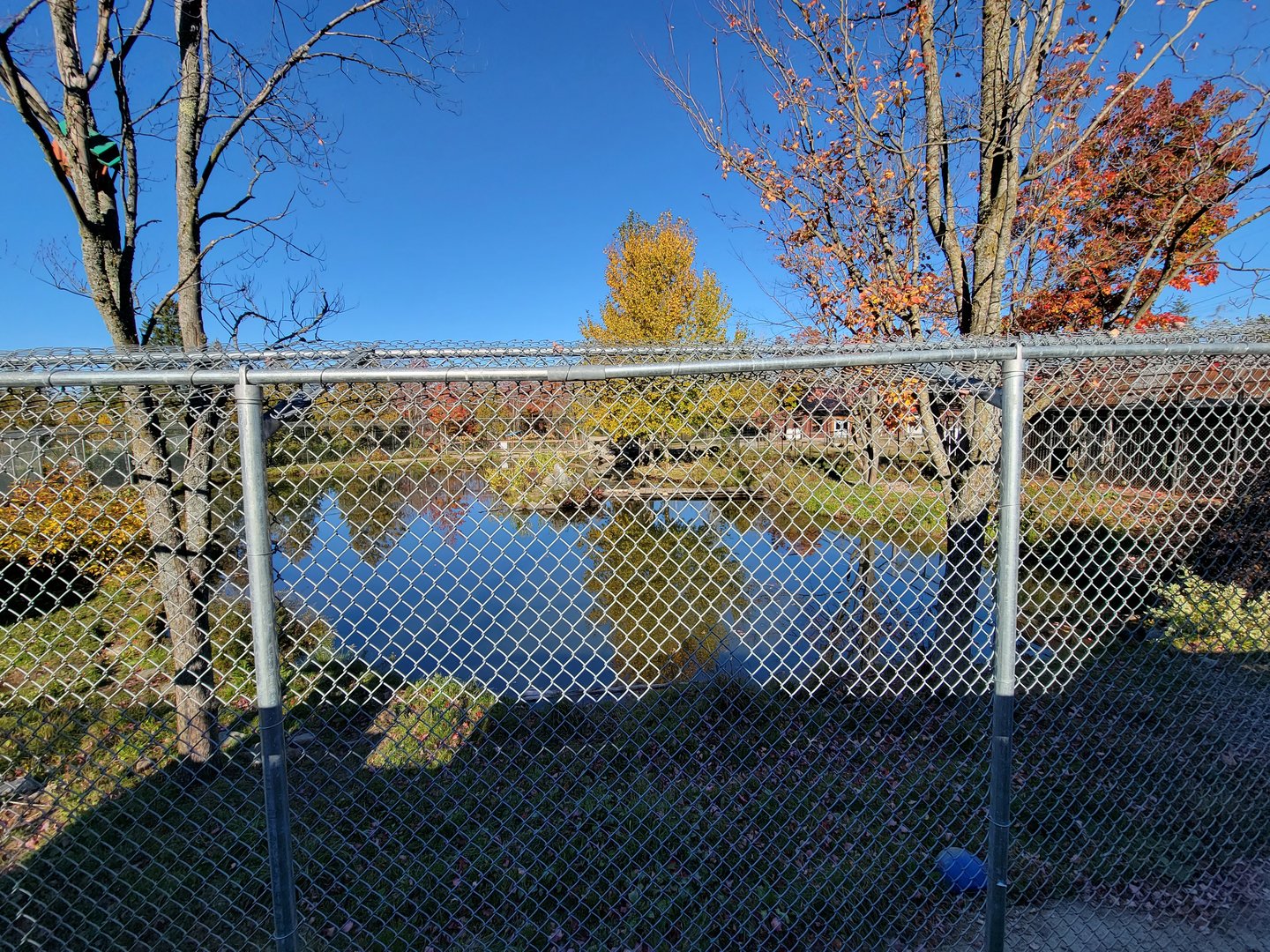 Miller Zoo - Kodiak bears from other side
