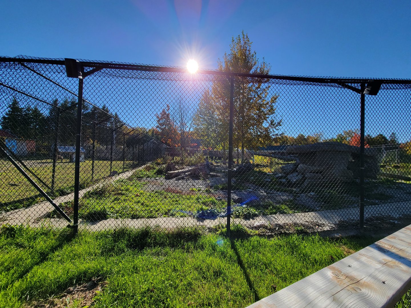 Miller Zoo - Kodiak bears