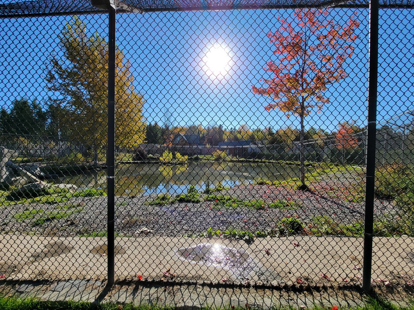 Miller Zoo - Kodiak bears