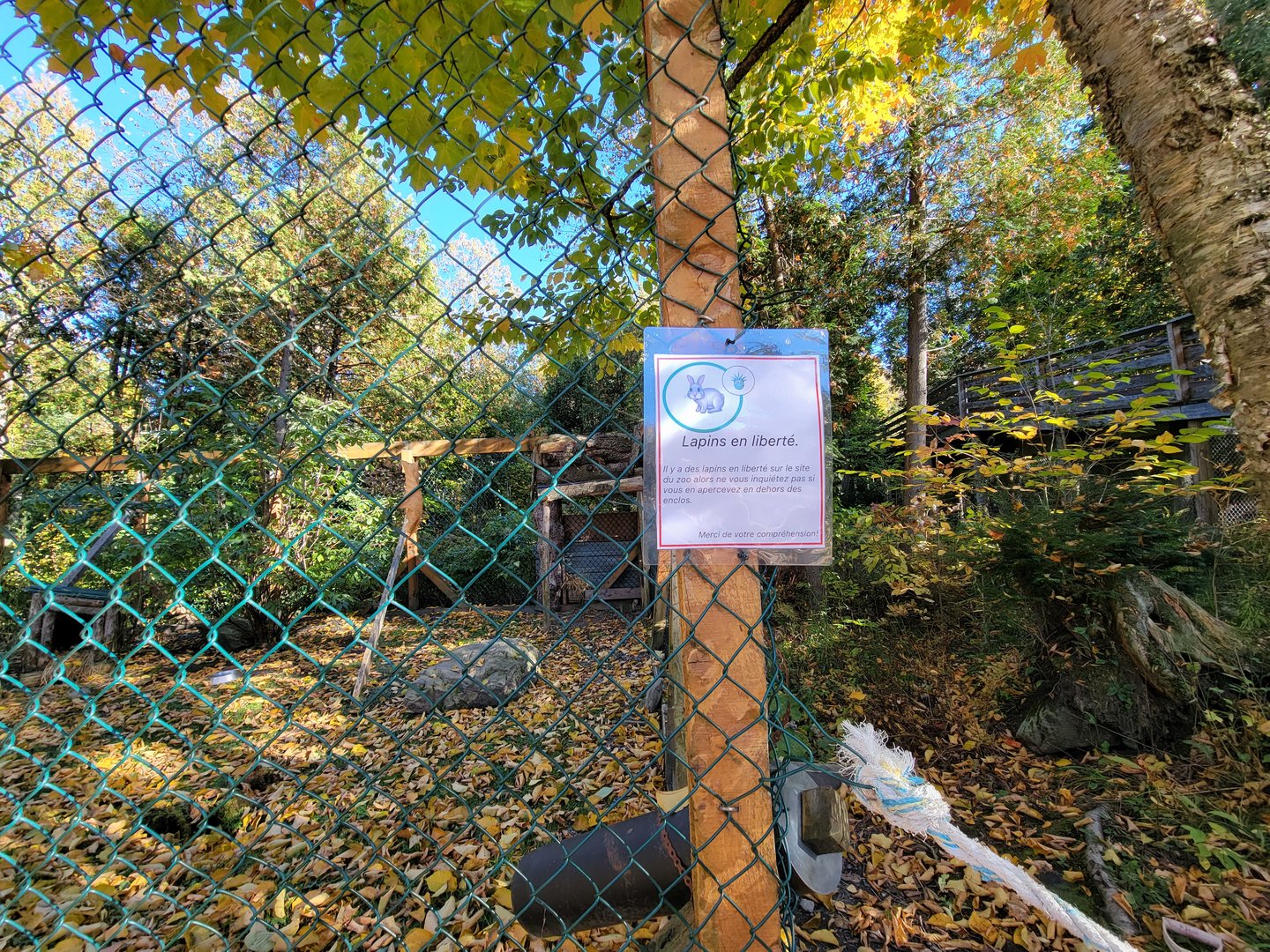 Miller Zoo - Lapins en liberté