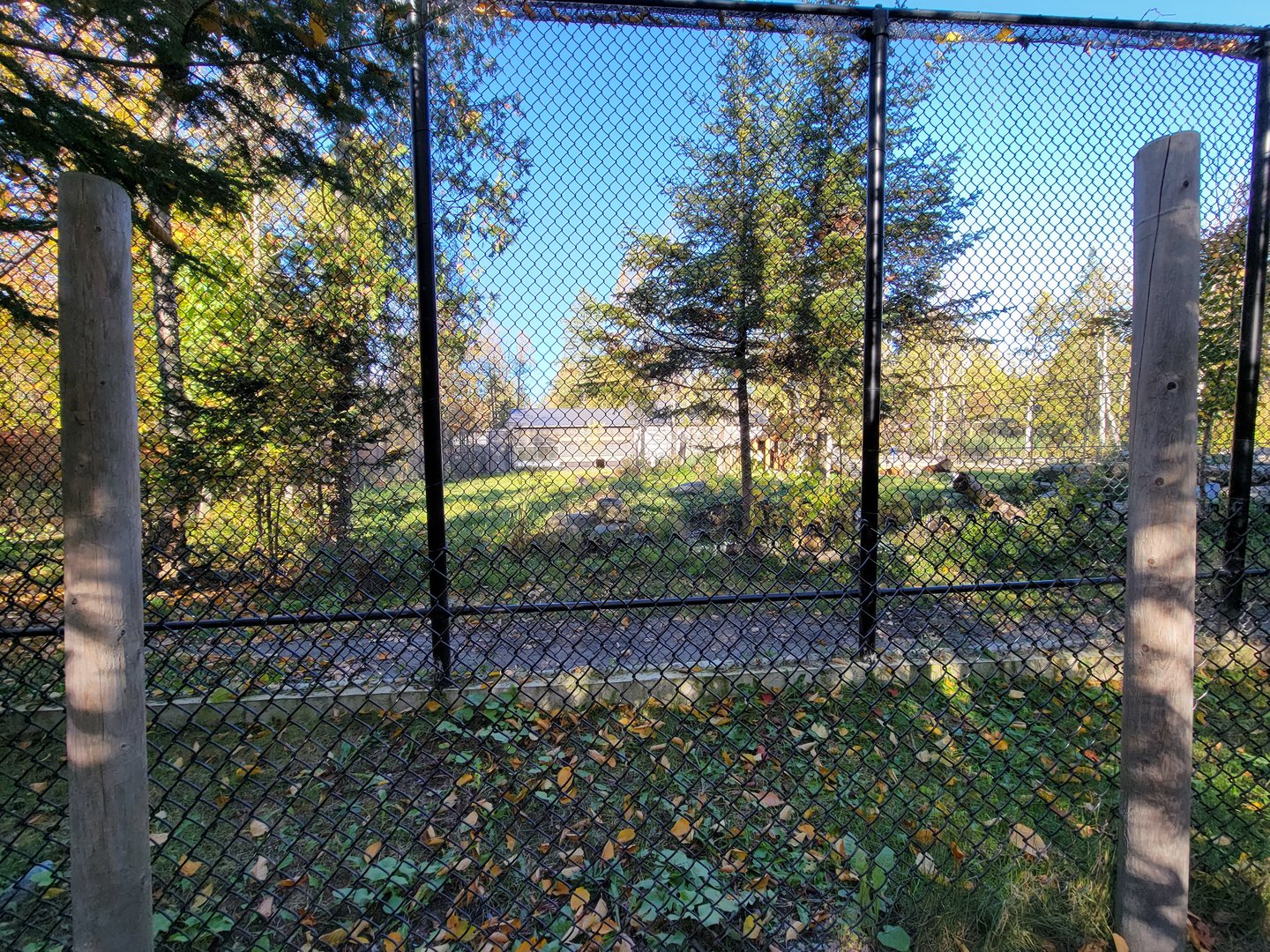 Miller Zoo - Lion and tiger mixed species yard