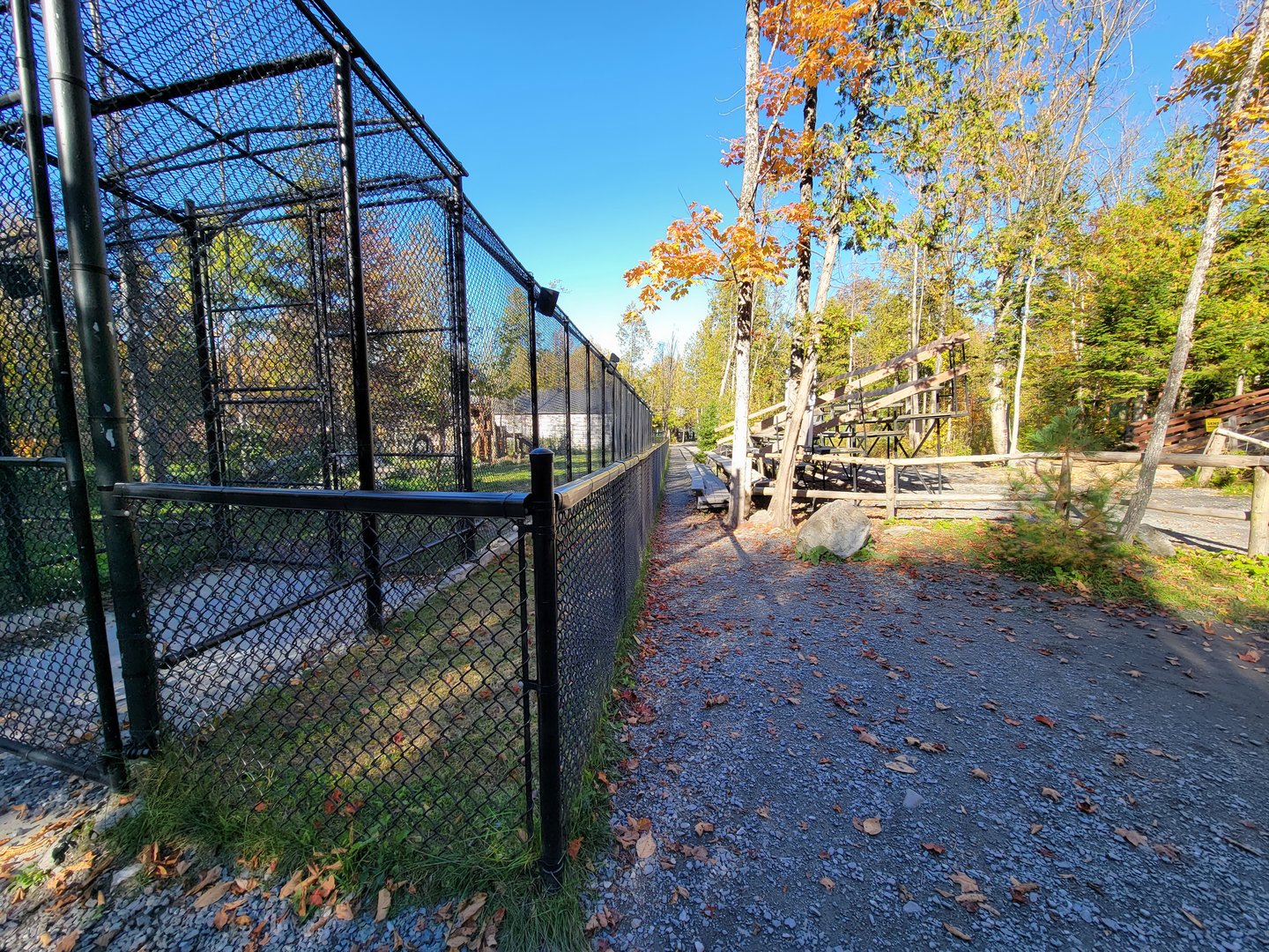 Miller Zoo - Lion and tiger mixed species yard