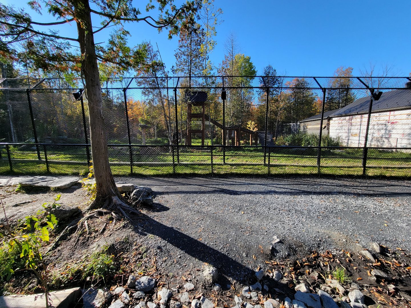 Miller Zoo - Lion and tiger mixed species yard