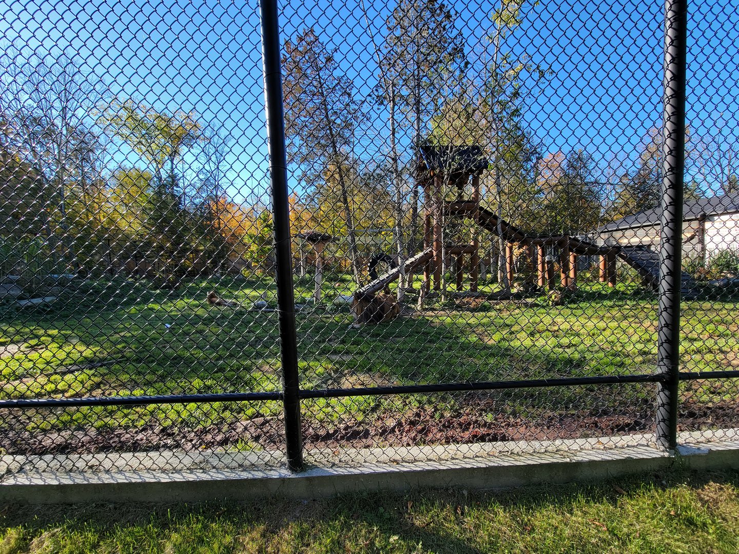 Miller Zoo - Lion and tiger mixed species yard
