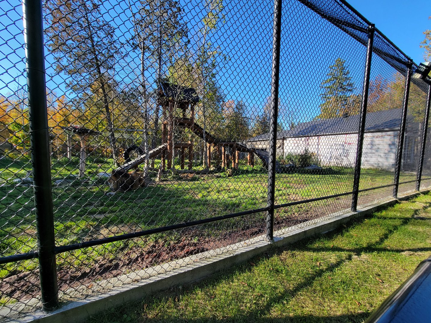 Miller Zoo - Lion and tiger mixed species yard