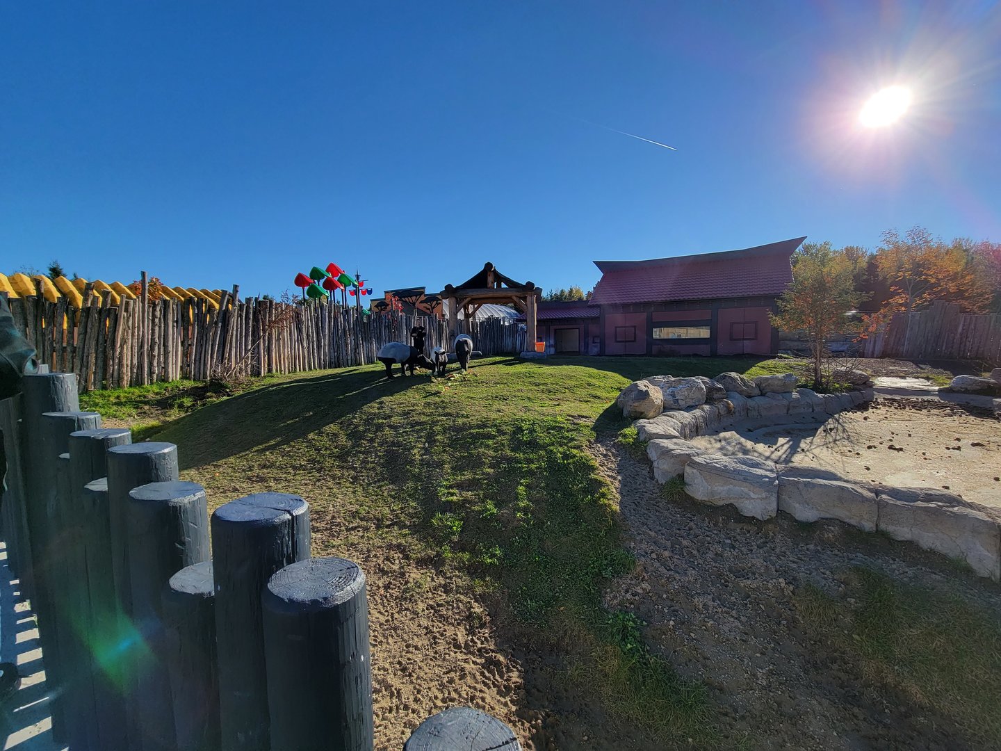 Miller Zoo - Malayan tapir snack time