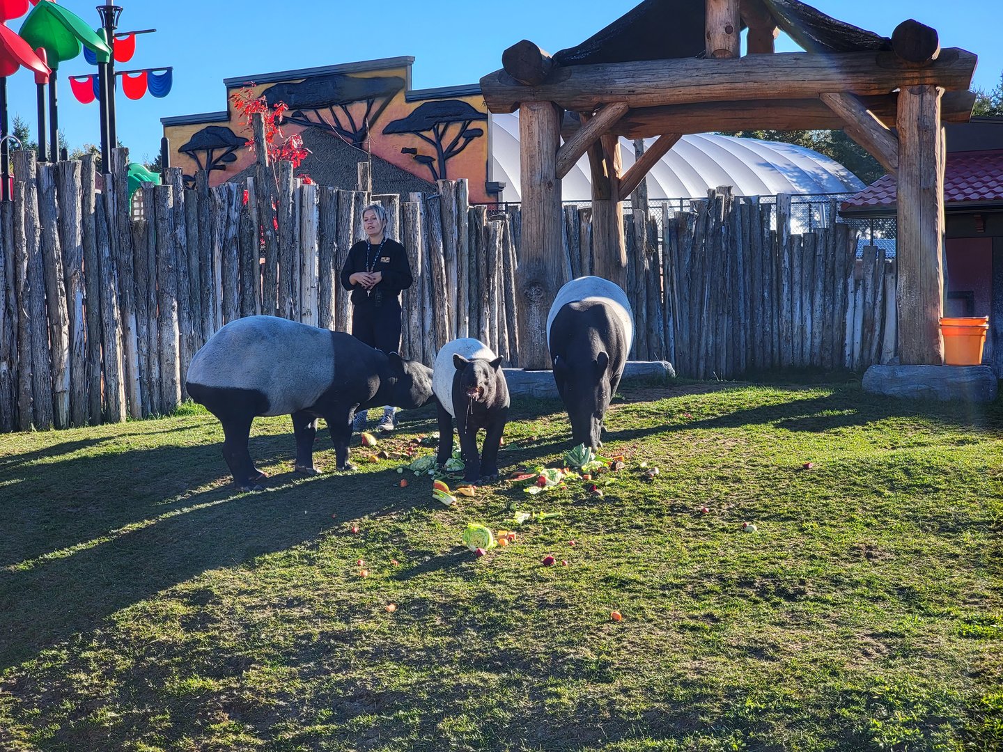 Miller Zoo - Malayan tapir snack time