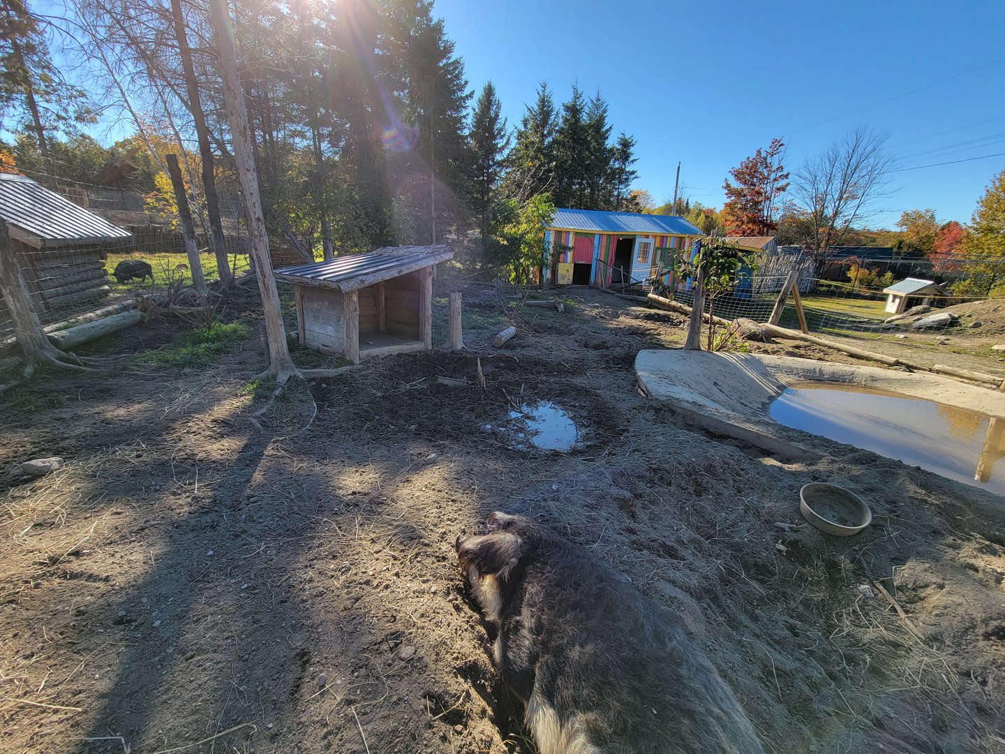Miller Zoo - Mangalica pig