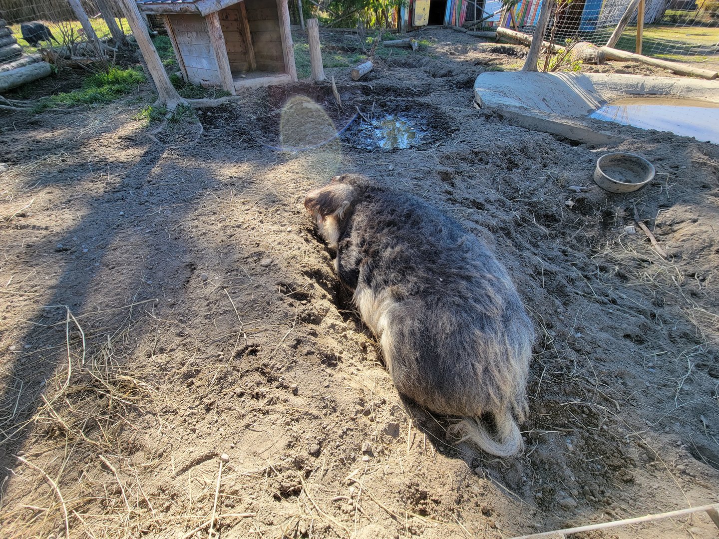 Miller Zoo - Mangalica pig