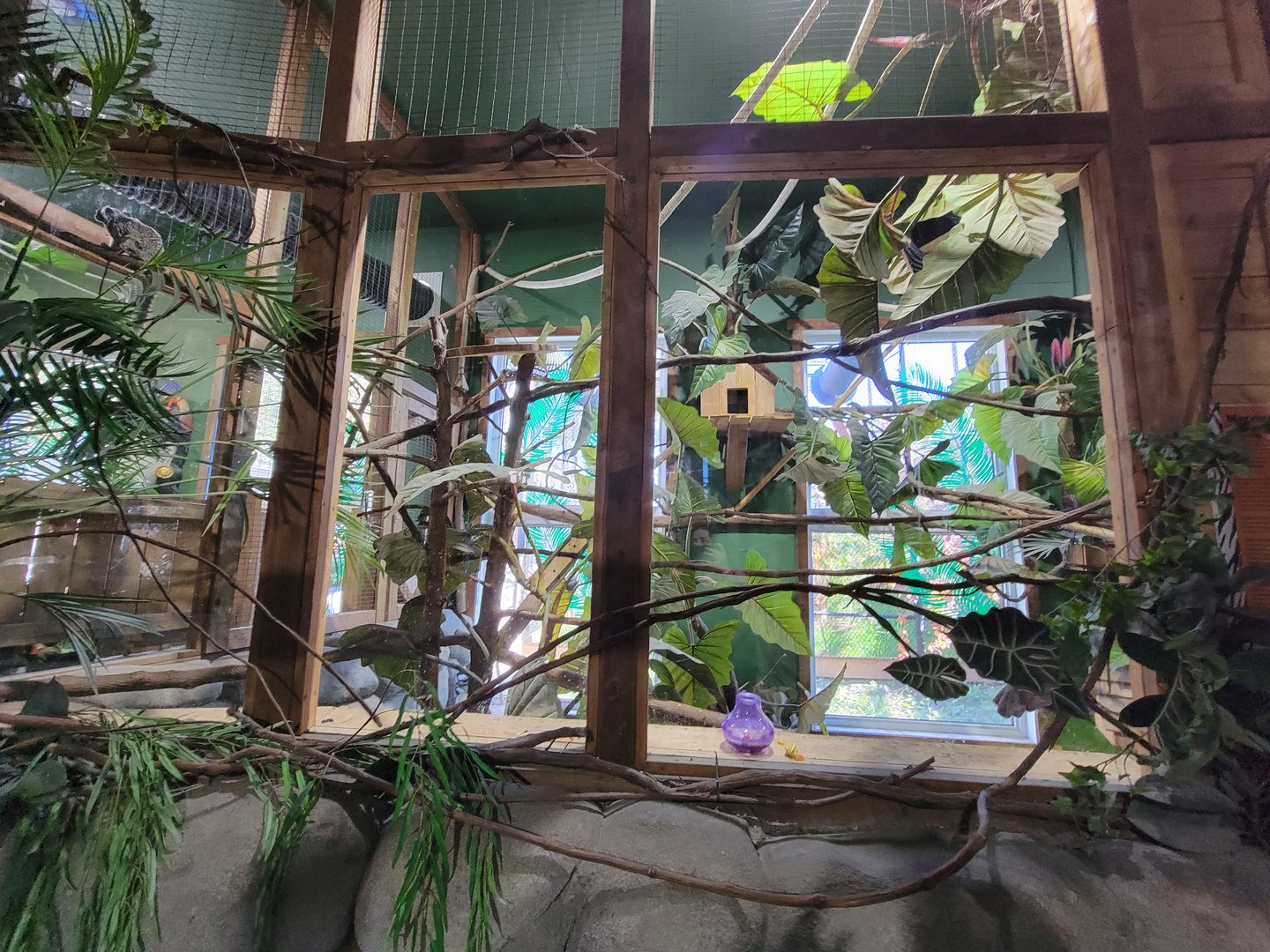 Miller Zoo - Pavillon Exotique, common marmoset