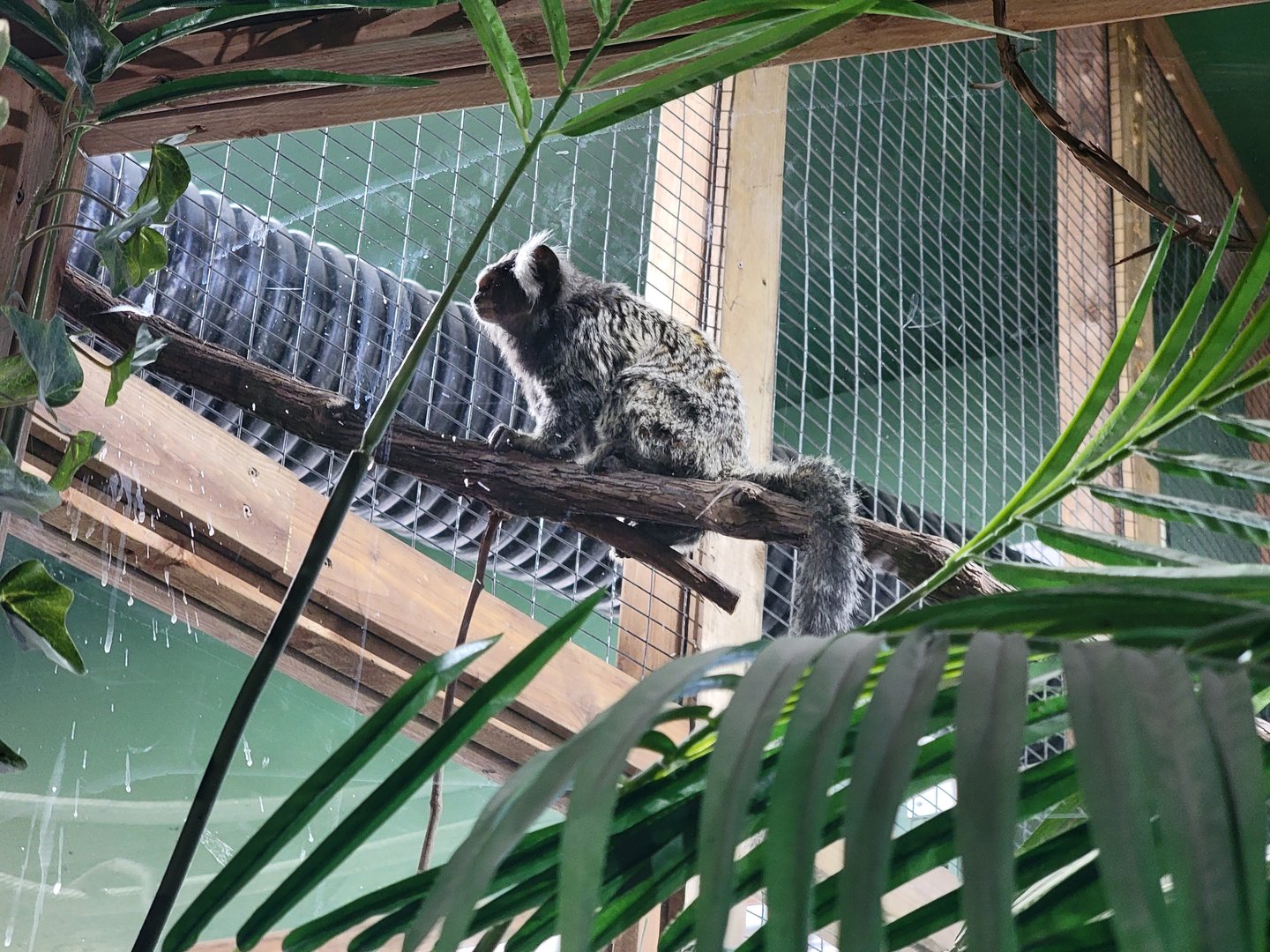 Miller Zoo - Pavillon Exotique, common marmoset