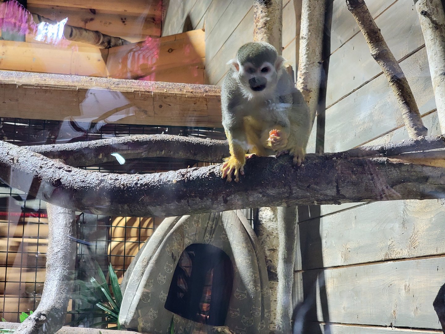 Miller Zoo - Pavillon Exotique, signed for Linne's sloth, held squirrel monkeys
