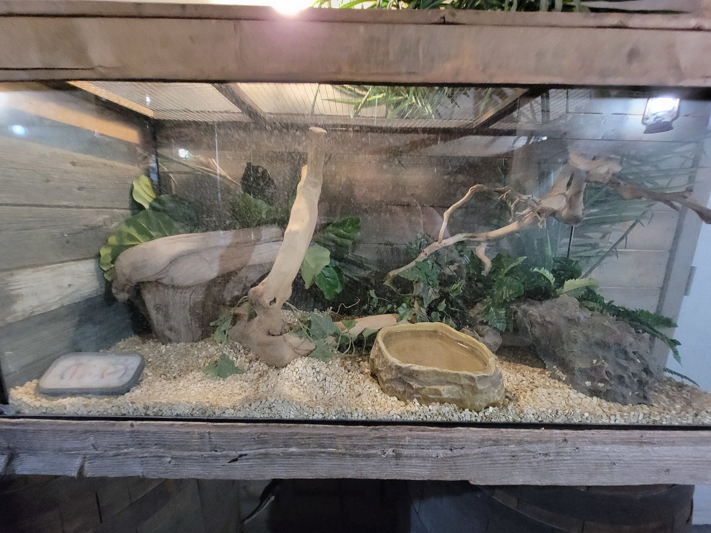 Miller Zoo - Pavillon Exotique, unsigned and unseen herp tank