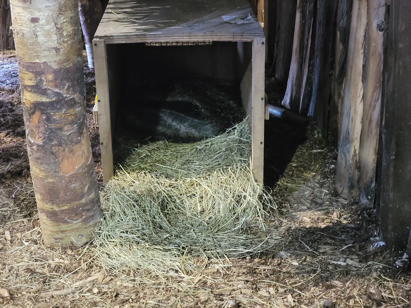 Miller Zoo - Pavillon Exotique, unsigned giant anteater