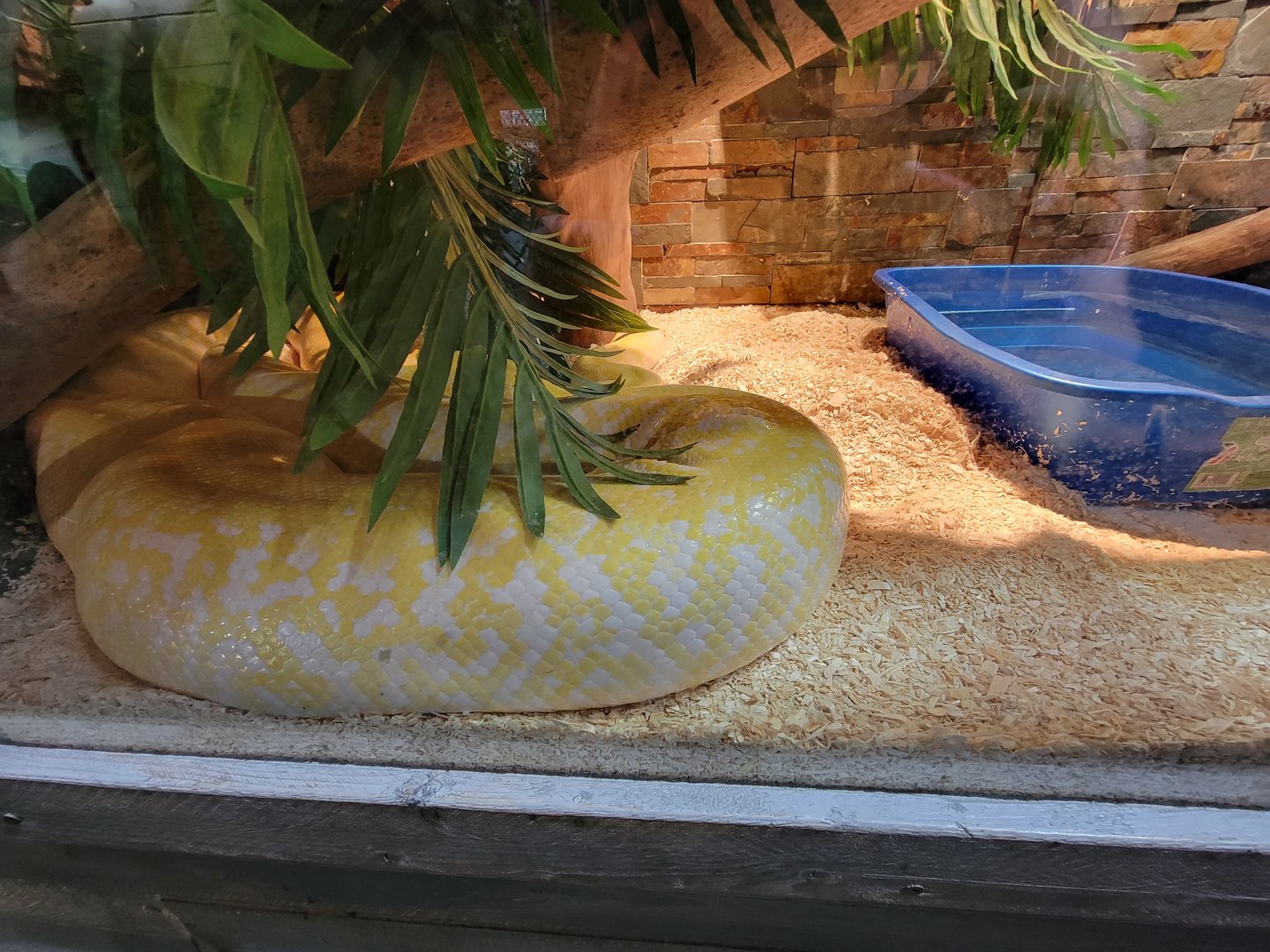 Miller Zoo - Pavillon Exotique, unsigned snake