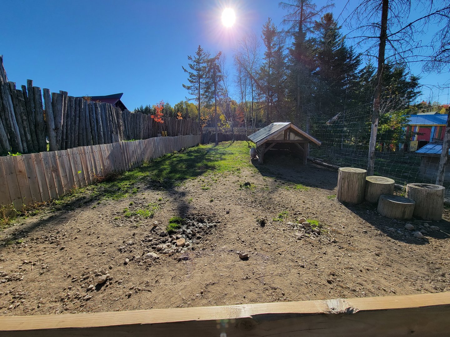 Miller Zoo - Potbelly pigs