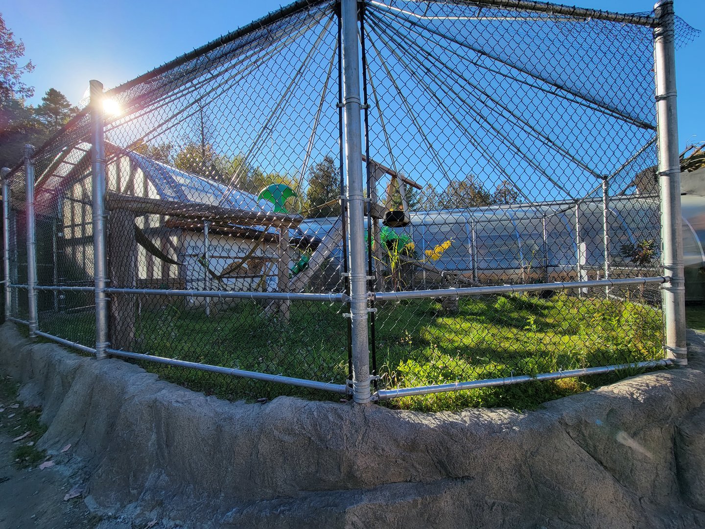 Miller Zoo - Ring-tailed lemurs
