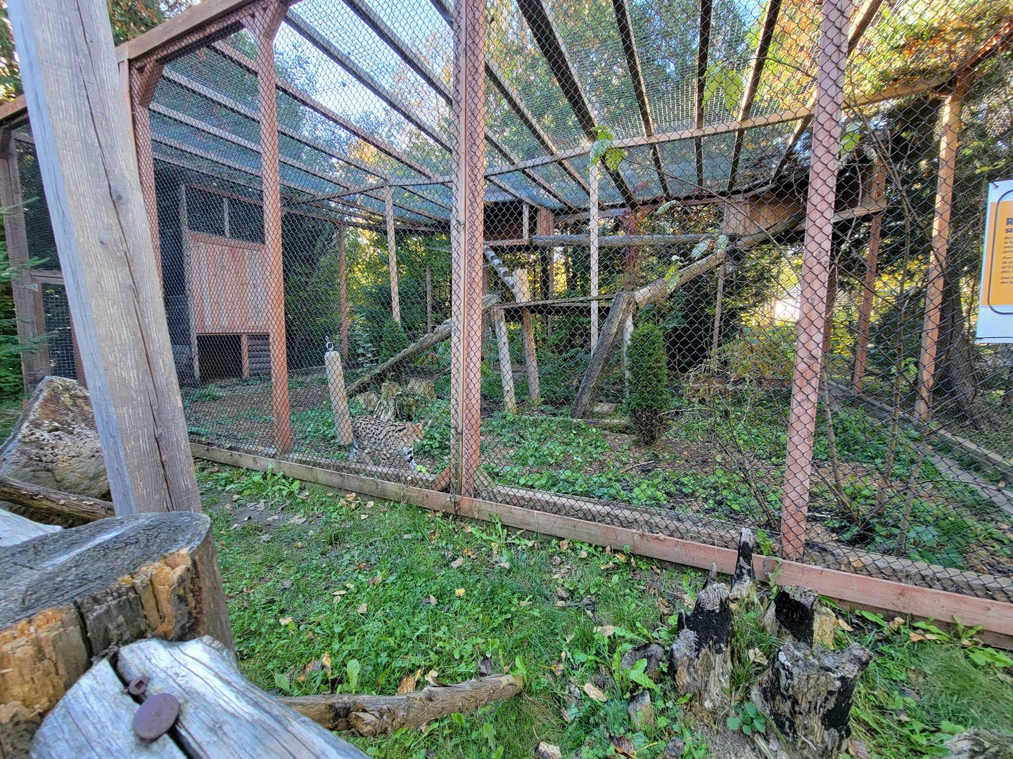 Miller Zoo - Servals