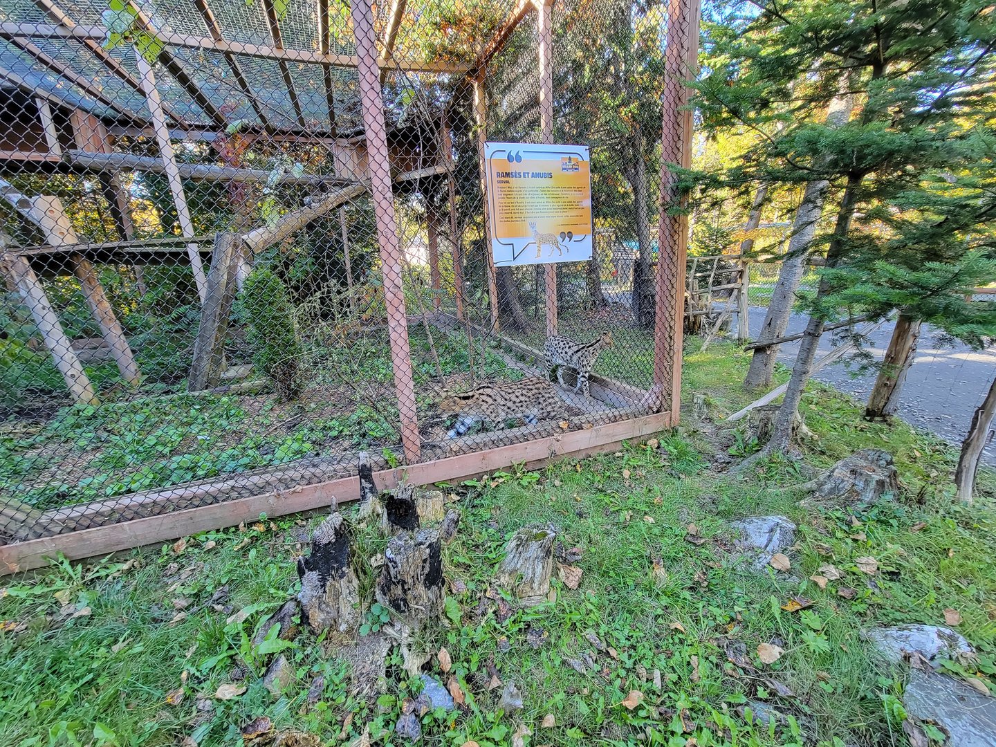 Miller Zoo - Servals