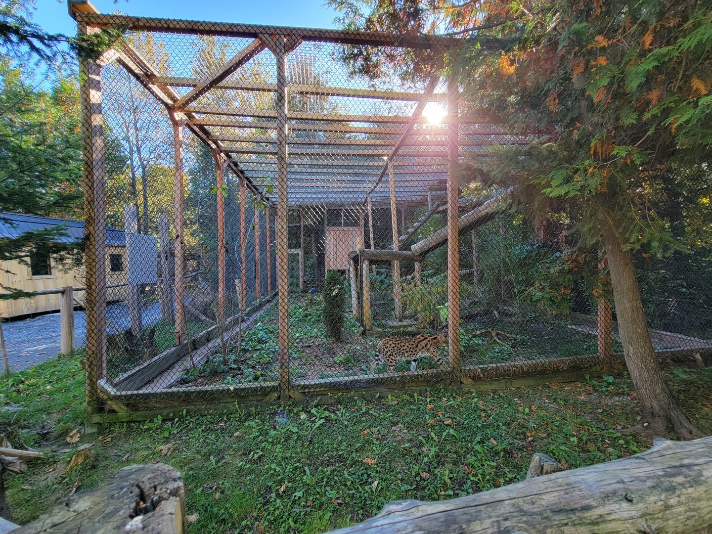 Miller Zoo - Servals