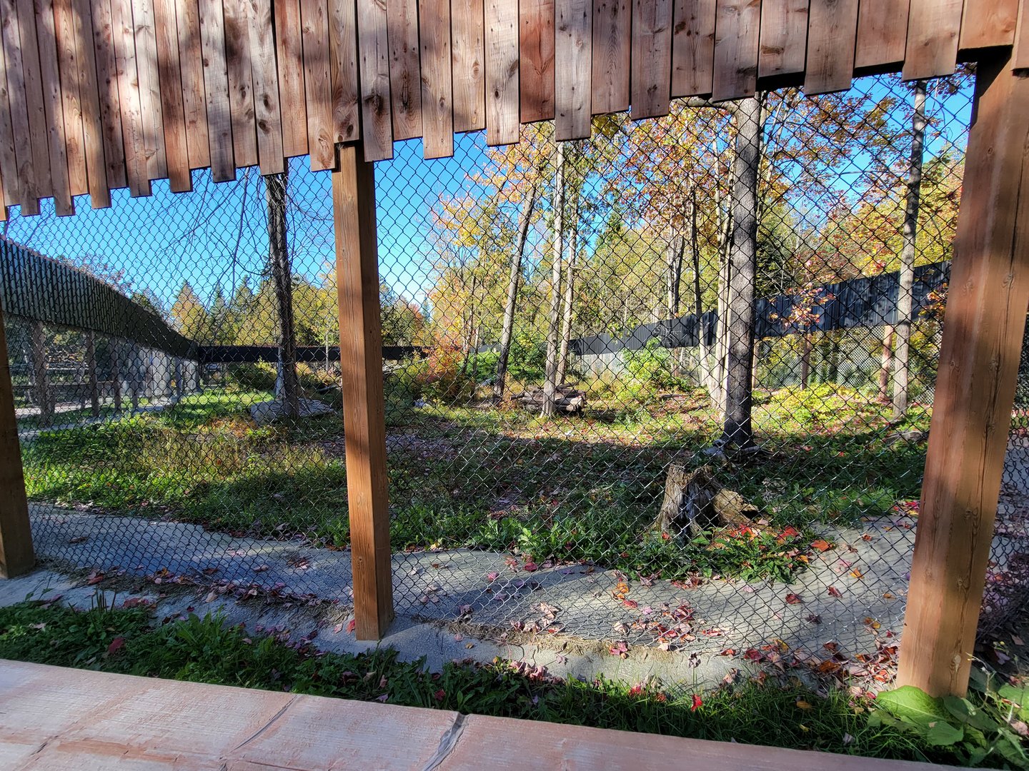 Miller Zoo - Siberian lynx