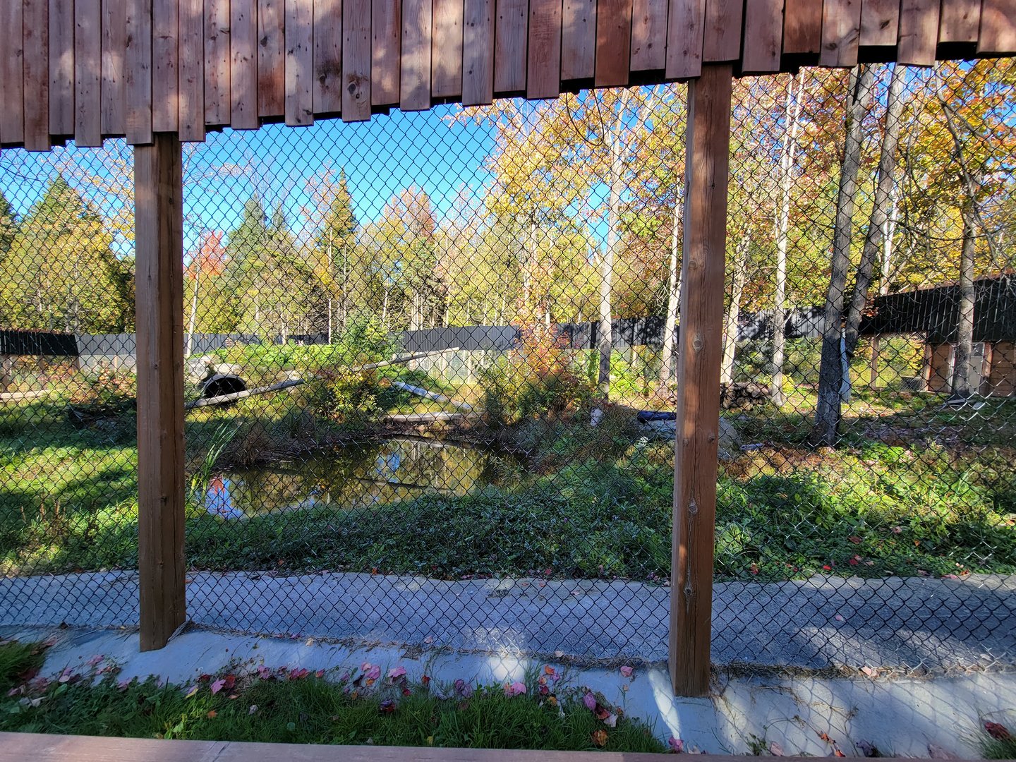Miller Zoo - Siberian lynx