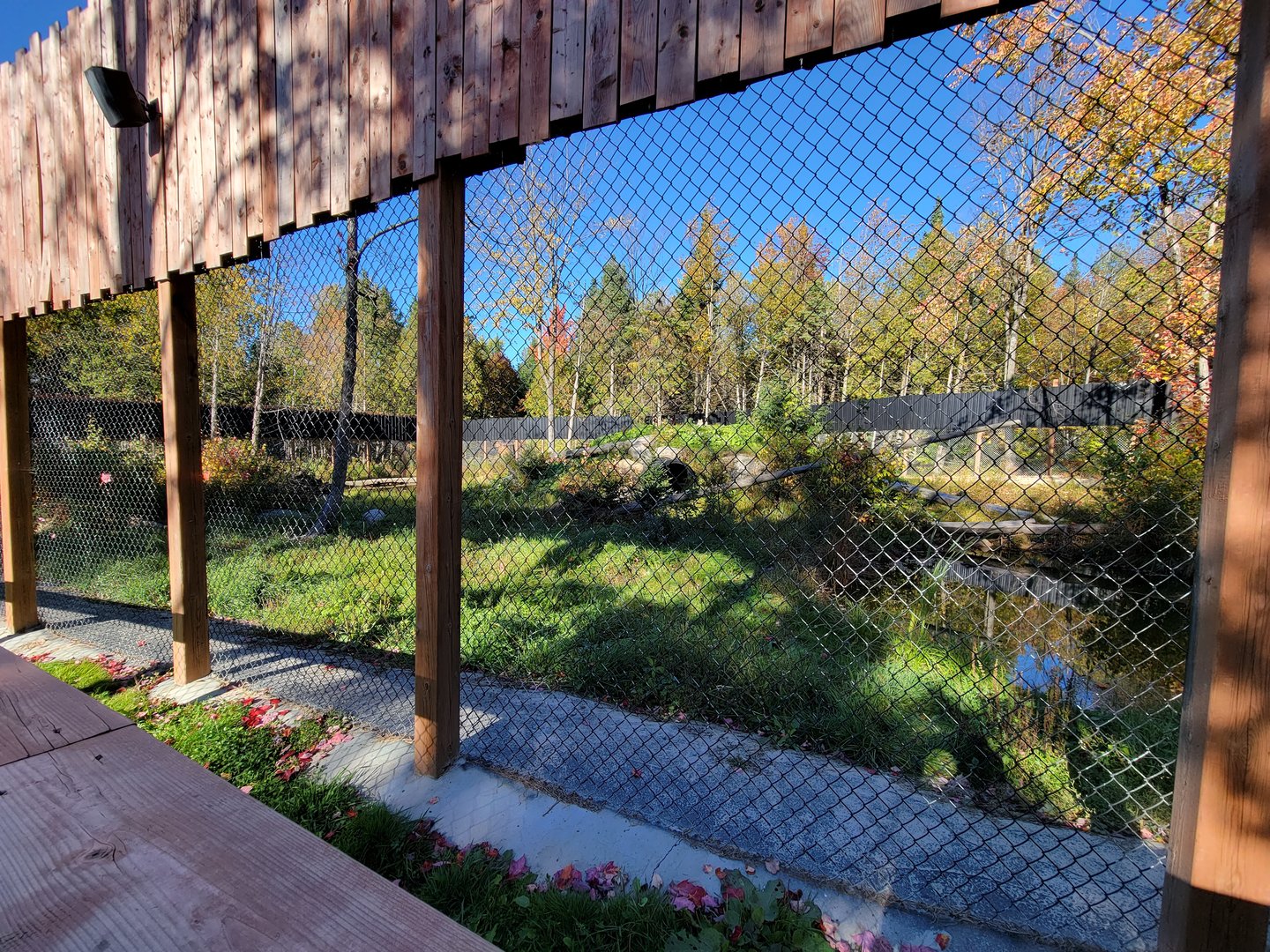 Miller Zoo - Siberian lynx