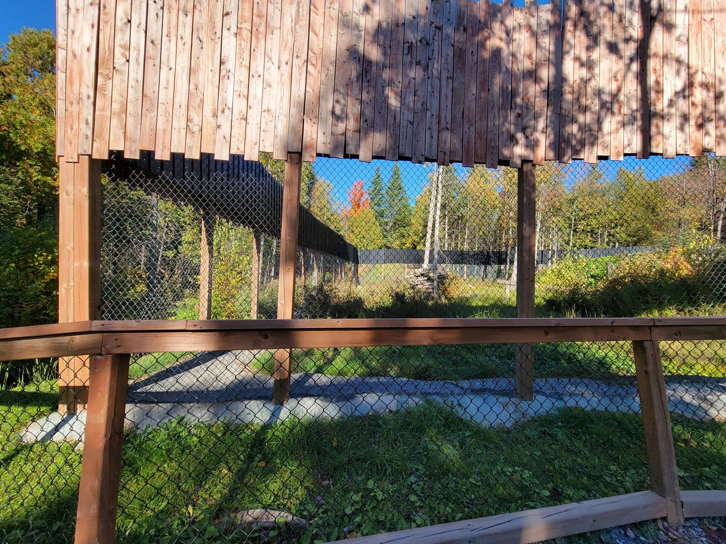 Miller Zoo - Siberian lynx