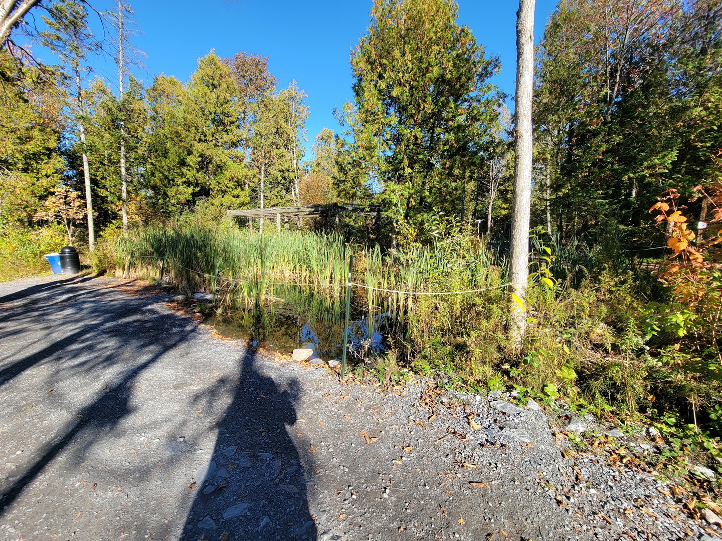 Miller Zoo - Small marshy area